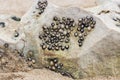 Several common limpets stuck on a beach rock Royalty Free Stock Photo