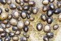 Several common limpets stuck on a beach rock Royalty Free Stock Photo