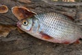 Several common roach fish on green grass. Catching freshwater fish on natural background.