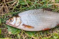 Several common roach fish on green grass. Catching freshwater fish on natural background..