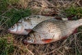 Several common roach fish on green grass. Catching freshwater fish on natural background.