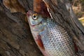 Several common roach fish on green grass. Catching freshwater fish on natural background