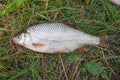 Several common roach fish on green grass. Catching freshwater fish on natural background