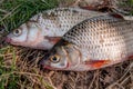 Several common roach fish on green grass. Catching freshwater fish on natural background