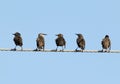 Several Common starlings on electrical wire unusual view Royalty Free Stock Photo