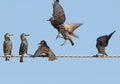 Several Common starlings on electrical wire unusual view Royalty Free Stock Photo