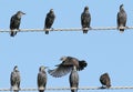 Several Common starlings on electrical wire unusual view