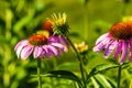 Several coneflowers are blooming in the back garden at dawn Royalty Free Stock Photo