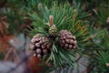 Several cones on a pine tree branch at close hand.