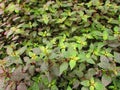 Several confetti plants (Hypoestes sp.) Royalty Free Stock Photo