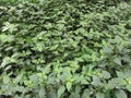 Several confetti plants (Hypoestes sp.) Royalty Free Stock Photo