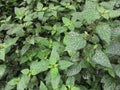Several confetti plants (Hypoestes sp.) Royalty Free Stock Photo