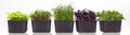 Several containers with microgreens on a white background. Microgreens of different varieties on a banner photo