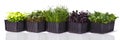 Several containers with microgreens on a white background. Microgreens of different varieties on a banner photo