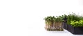 Several containers with microgreens on a white background. Microgreens of different varieties on a banner photo