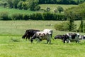 Several cows are eating grass in a green meadow on a sunny spring day. Cattle on a livestock farm. Agricultural landscape. Organic Royalty Free Stock Photo