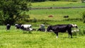 Several cows are eating grass in a meadow on a sunny spring day. Cattle on a livestock farm. Agricultural landscape. Organic Irish Royalty Free Stock Photo