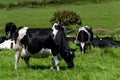 Several cows are eating grass on a spring day. Cattle on a livestock farm. Agricultural landscape. Organic Irish farm. Black and Royalty Free Stock Photo