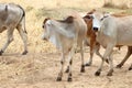 Several cows on a farm in nature.