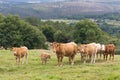 Group of cows grazing in Galicia Spain Royalty Free Stock Photo