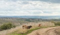 Several cows lie on green grass in a meadow on the side of a country road in the Golan Heights in northern Israel