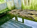 Several crocodiles basking in the zoo