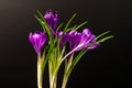 Several Crocus flowers isolated on a black background. Royalty Free Stock Photo