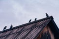 Crows sit on the roof of the house in cloudy weather Royalty Free Stock Photo