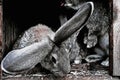 Cute pet rabbits in a cage