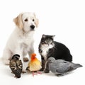 Several cute pets - dog, cat, pigeons together on a white background close-up. For advertising and design of pet products, Royalty Free Stock Photo