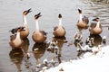 Several wild geese are interacting with people on the shore.