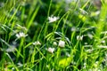 Several daisies in green grass shallow depth of field. Beautiful flowers in nature Royalty Free Stock Photo