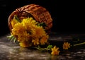 Several dandelions in lying basket on dark background Royalty Free Stock Photo