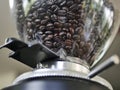 Several dark brown-black Arabica coffee beans are placed in a coffee grinder.