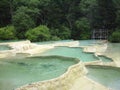 Several dark green pools in the forest