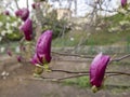 Several dark pink buds of magnolia on a tree branch