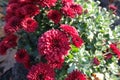 Several dark red flowers of Chrysanthemum