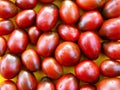 Several dark red variety tomatoes