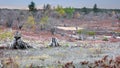 Several dead and cut trees in the open land