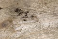 several dead mosquitoes lie on a wooden board, dead insects, forest insect population Royalty Free Stock Photo