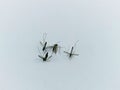 several dead mosquitoes on a white background Royalty Free Stock Photo