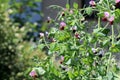 A pea plant Pisum sativum grows and blooms in the garden. Royalty Free Stock Photo