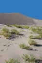 Several desert plants. Royalty Free Stock Photo