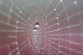 Dew on a spider web Royalty Free Stock Photo