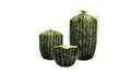 Several different Barrel cacti