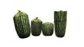 Several different Barrel cacti