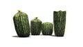 Several different Barrel cacti Royalty Free Stock Photo