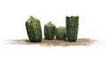 Several different Barrel cacti Royalty Free Stock Photo