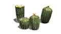 Several different Barrel cacti Royalty Free Stock Photo