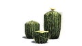 Several different Barrel cacti Royalty Free Stock Photo